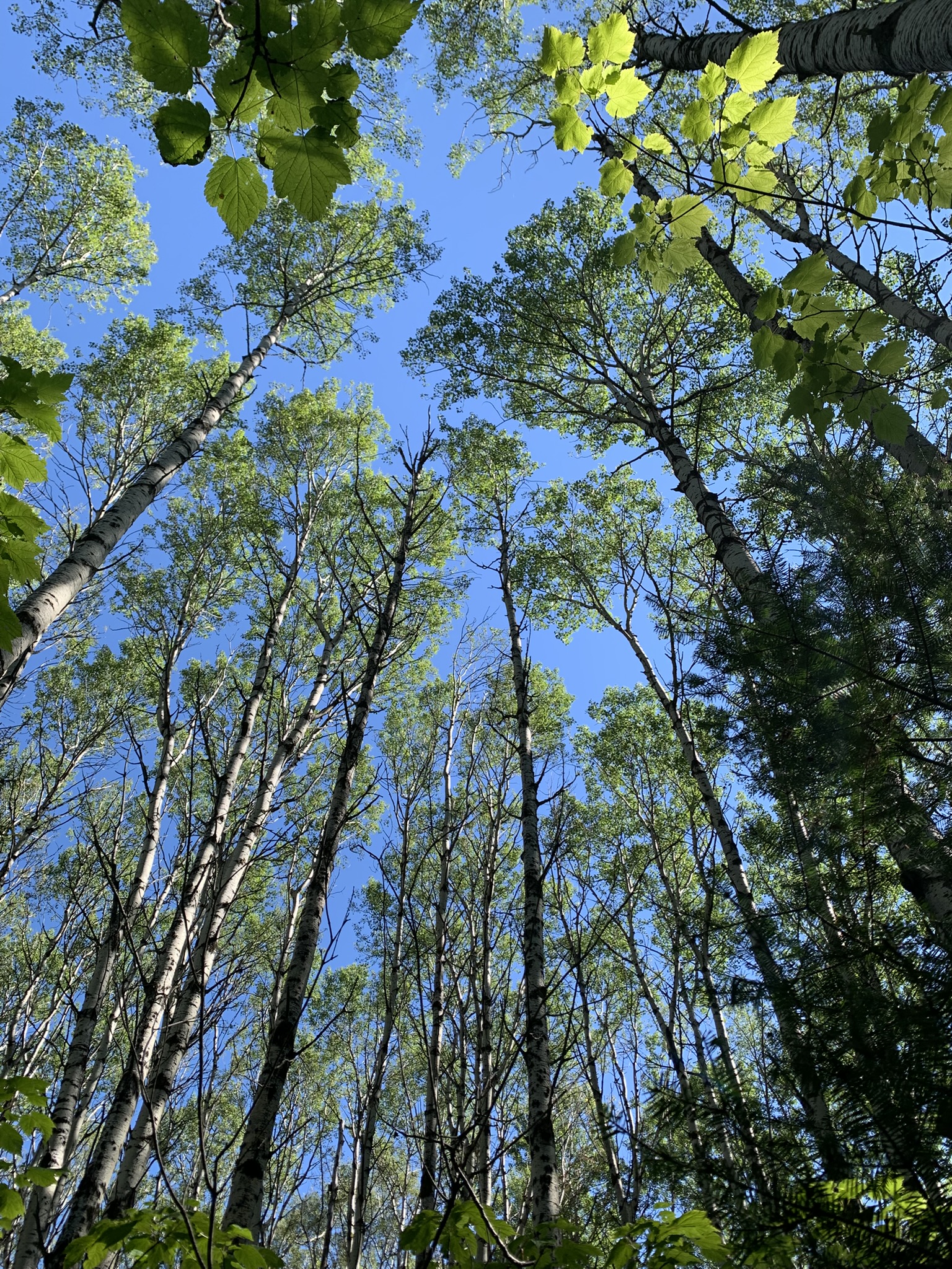 Fungal community composition and diversity in temperate forest soils along a tree genotype gradient
